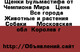Щенки Бульмастифа от Чемпиона Мира › Цена ­ 1 000 - Все города Животные и растения » Собаки   . Московская обл.,Королев г.